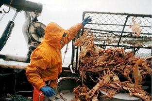 记者爆料帝王蟹事件视频,真相背后令人震惊 第2张 记者爆料帝王蟹事件视频,真相背后令人震惊 第2张